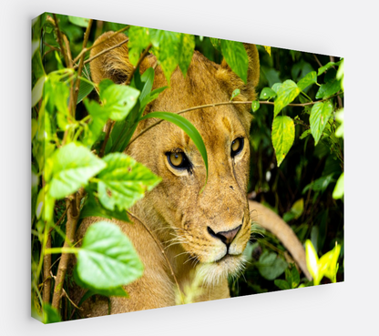 Printed canvas · High quality · Lioness · Wall art