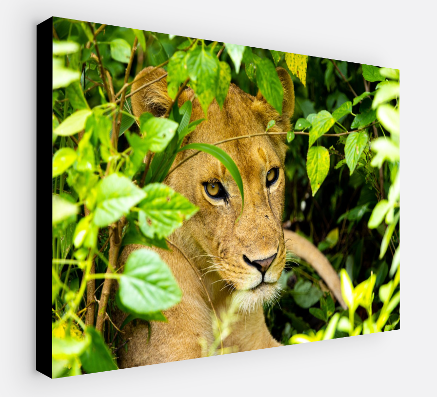 Printed canvas · High quality · Lioness · Wall art