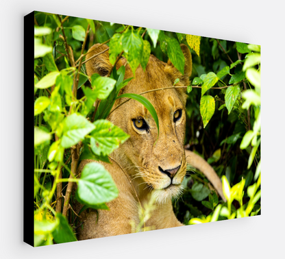 Printed canvas · High quality · Lioness · Wall art