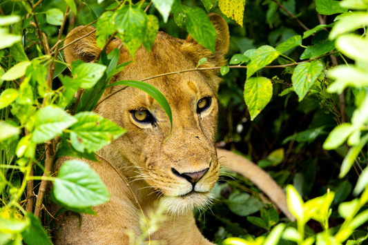 Printed canvas · High quality · Lioness · Wall art