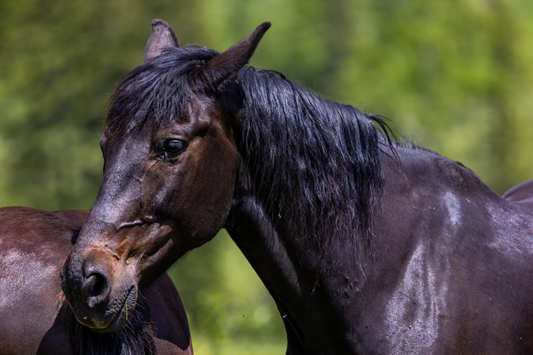 Printed canvas · High quality · Horse · Wall art