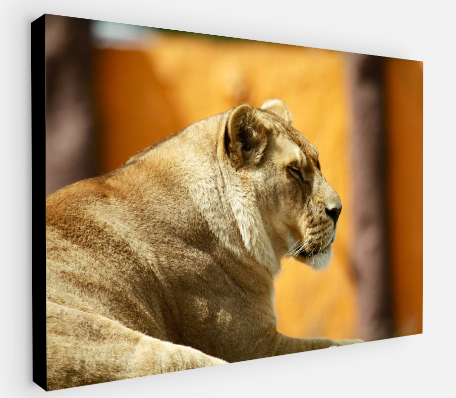 Printed canvas · High quality · Lion · Wall art