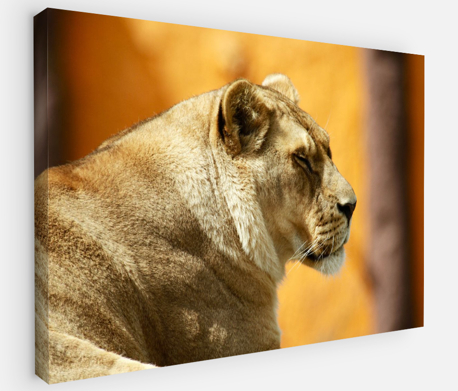 Printed canvas · High quality · Lion · Wall art