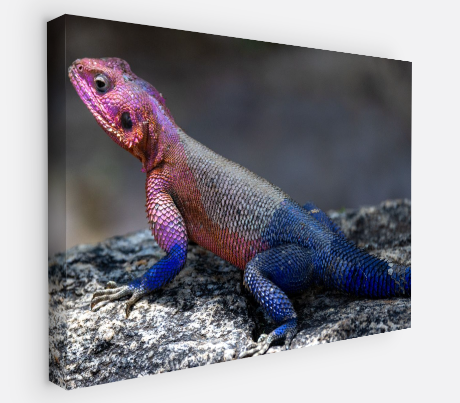 Printed canvas · High quality · Lizard · Wall art