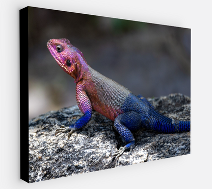 Printed canvas · High quality · Lizard · Wall art