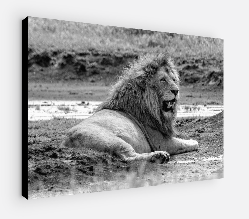 Printed canvas · High quality · Lion in the savannah · Wall art