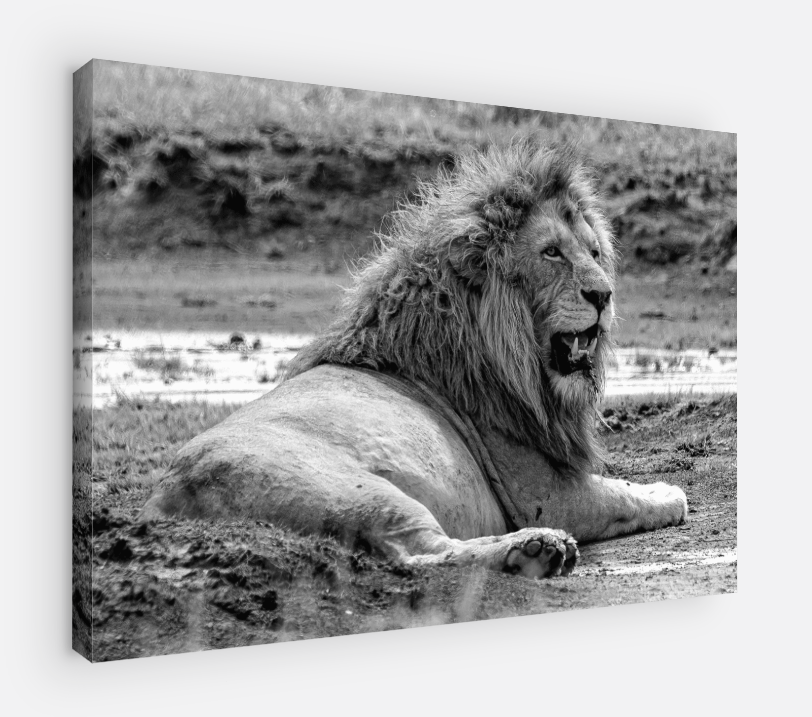 Printed canvas · High quality · Lion in the savannah · Wall art