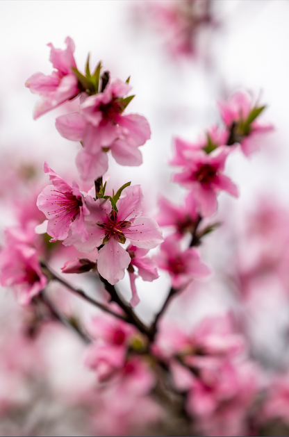 Vertical printed canvas · High quality · Japanese flowers · Wall art