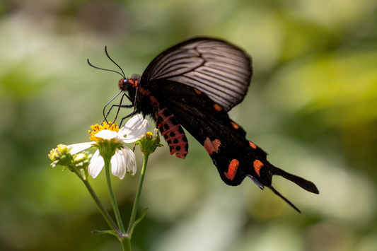 Printed canvas · High quality · Black and red butterfly · Wall art