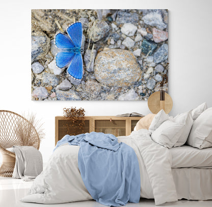 Printed canvas · High quality · Blue butterfly · Wall art