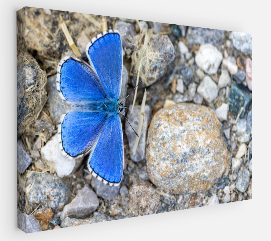 Printed canvas · High quality · Blue butterfly · Wall art