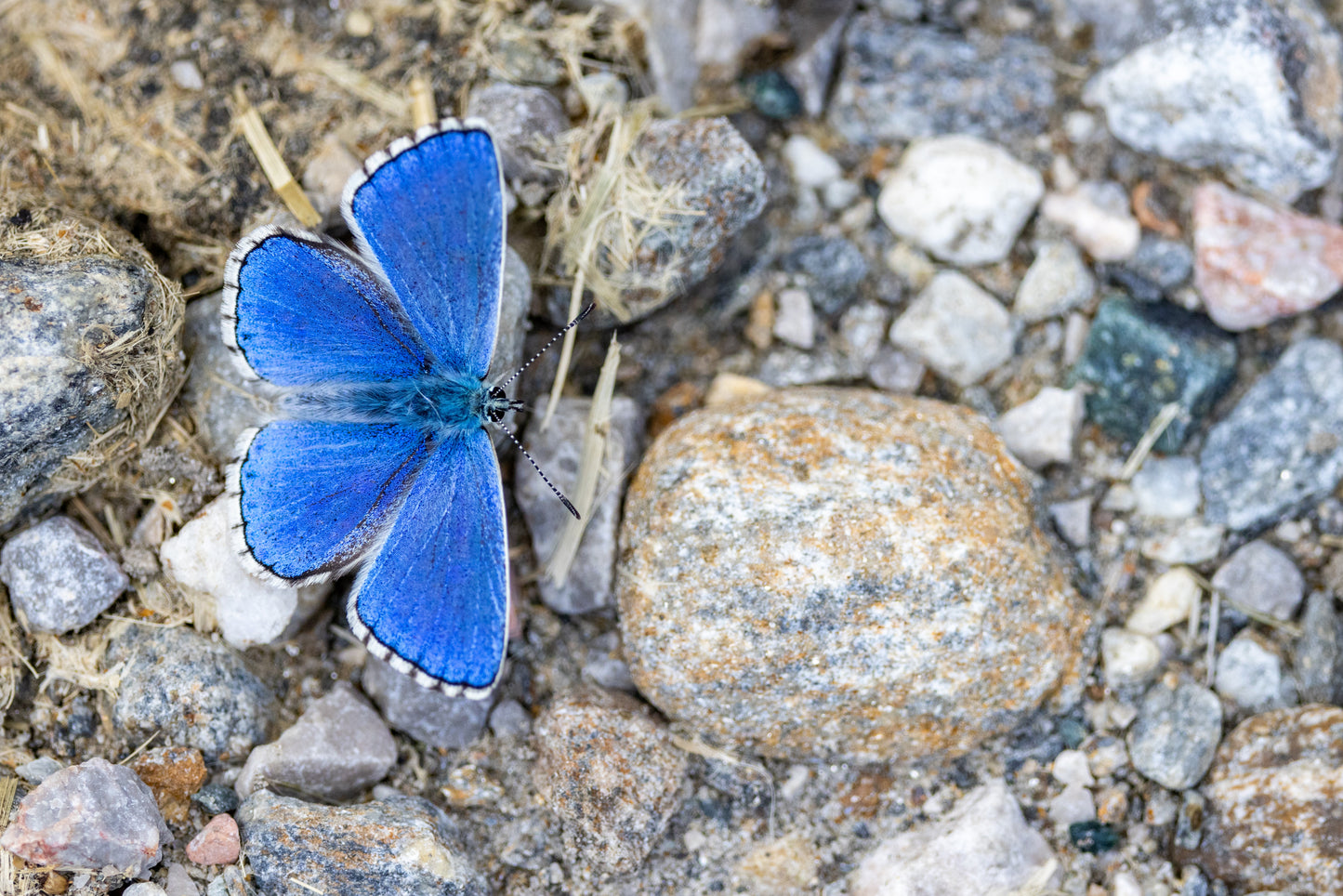 Printed canvas · High quality · Blue butterfly · Wall art