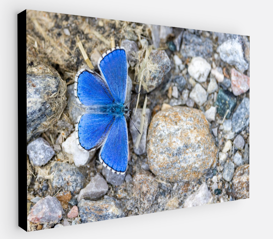 Printed canvas · High quality · Blue butterfly · Wall art