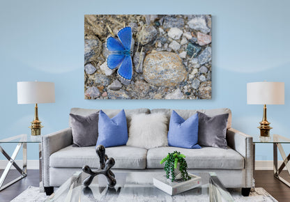 Printed canvas · High quality · Blue butterfly · Wall art