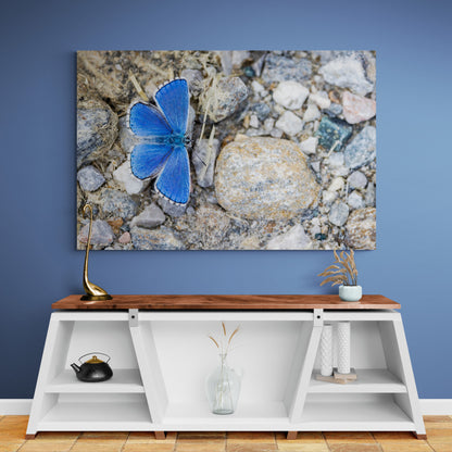 Printed canvas · High quality · Blue butterfly · Wall art