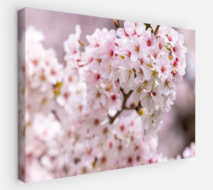 Printed canvas · High quality · Pink Japanese cherry tree · Wall art