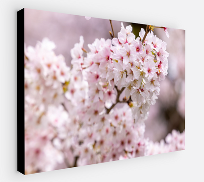 Printed canvas · High quality · Pink Japanese cherry tree · Wall art