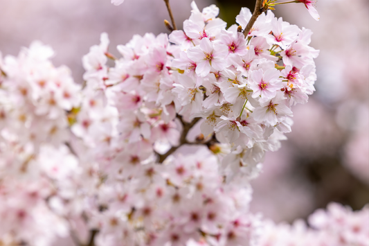 Printed canvas · High quality · Pink Japanese cherry tree · Wall art