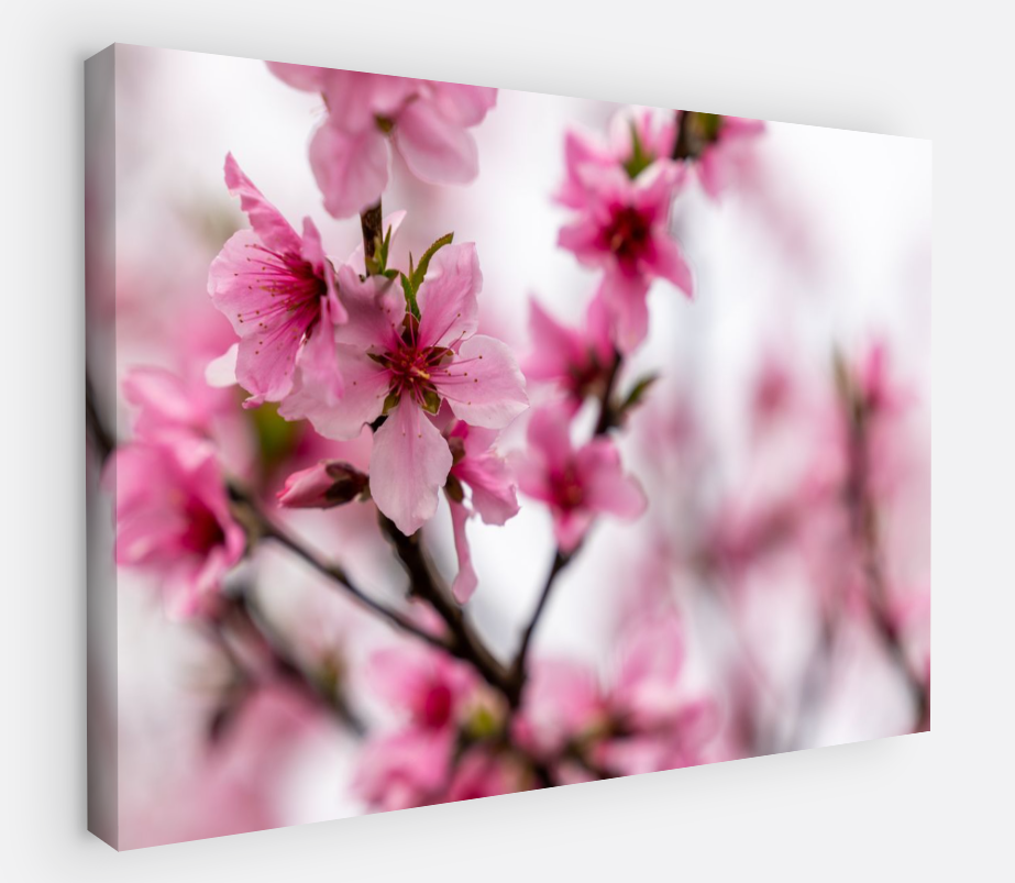 Printed canvas · High quality · Japanese flowers · Wall art