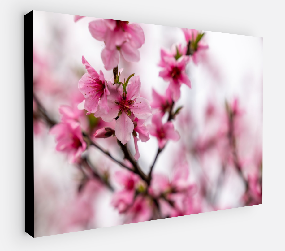 Printed canvas · High quality · Japanese flowers · Wall art