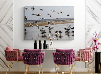 Printed canvas · High quality · Flying seagulls on the square · Wall art