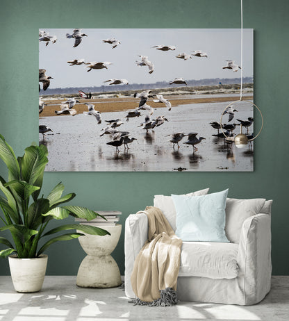 Printed canvas · High quality · Flying seagulls on the square · Wall art