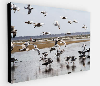 Printed canvas · High quality · Flying seagulls on the square · Wall art