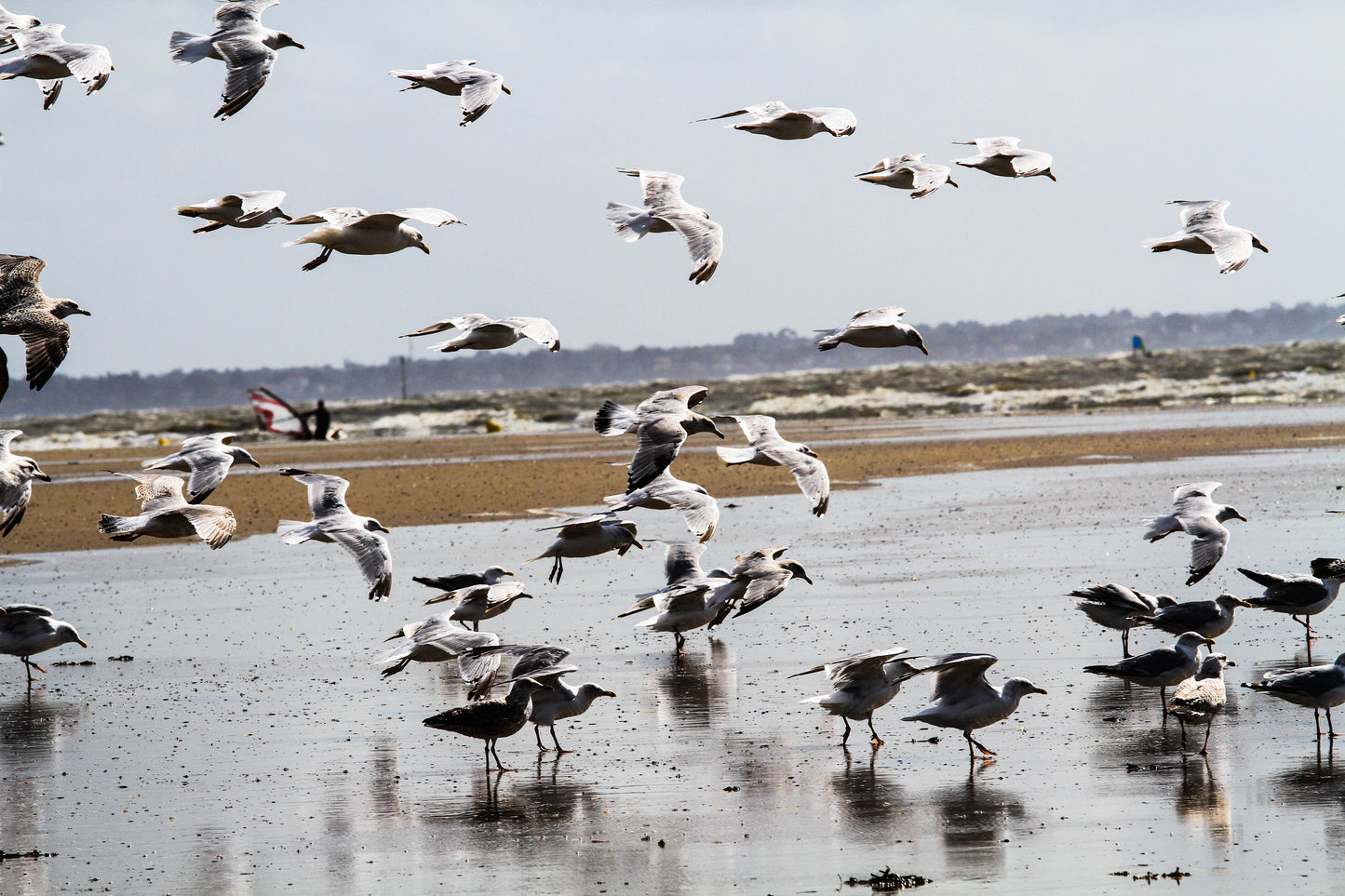 Printed canvas · High quality · Flying seagulls on the square · Wall art