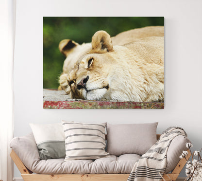 Printed canvas · High quality · Lioness · Wall art