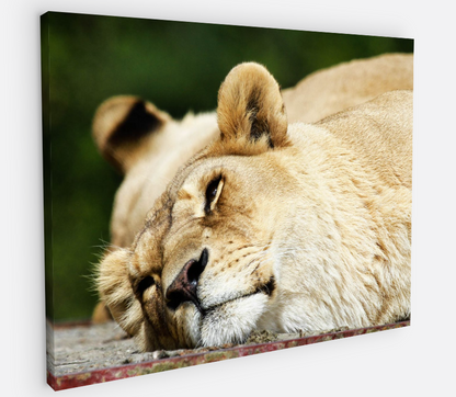 Printed canvas · High quality · Lioness · Wall art