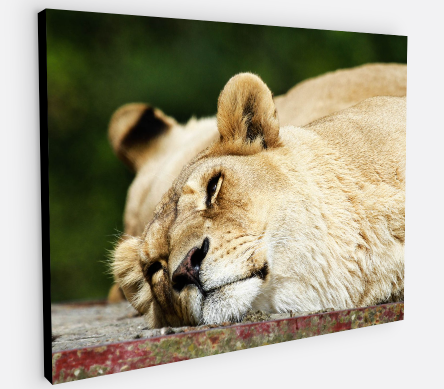 Printed canvas · High quality · Lioness · Wall art