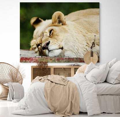 Printed canvas · High quality · Lioness · Wall art