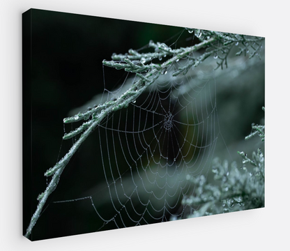 Printed canvas · High quality · Spider web · Forest · Wall art