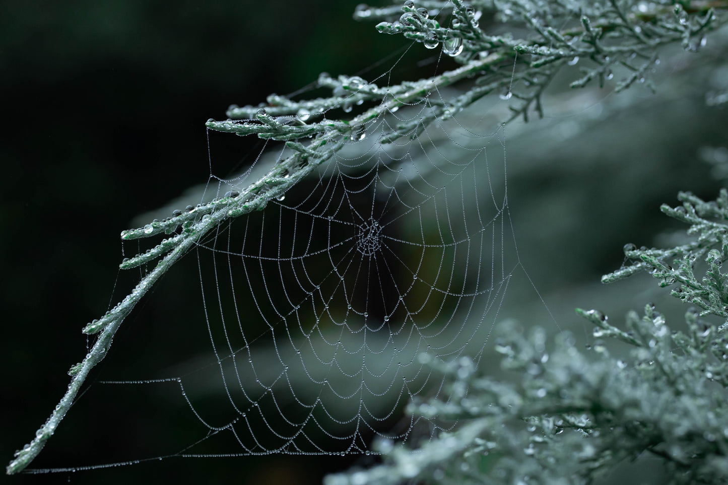 Printed canvas · High quality · Spider web · Forest · Wall art