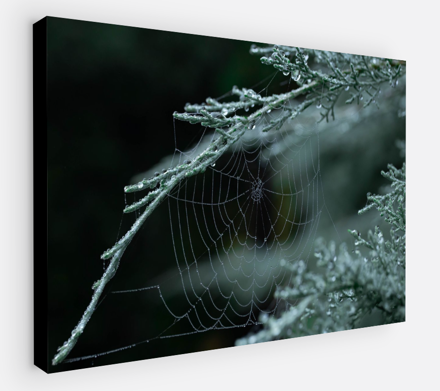 Printed canvas · High quality · Spider web · Forest · Wall art