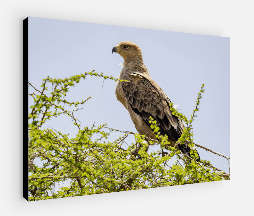 Printed canvas · High quality · Raptor · Africa · Wall art