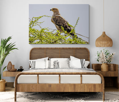 Printed canvas · High quality · Raptor · Africa · Wall art