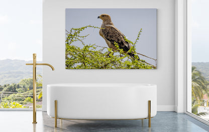 Printed canvas · High quality · Raptor · Africa · Wall art