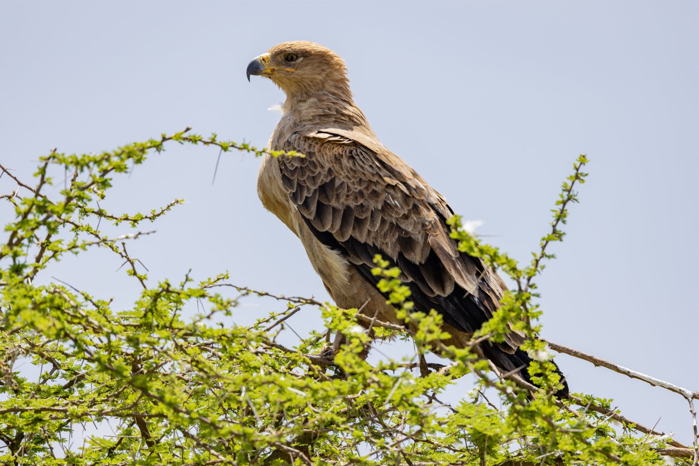 Printed canvas · High quality · Raptor · Africa · Wall art