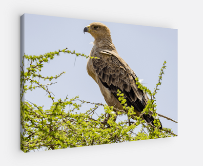 Printed canvas · High quality · Raptor · Africa · Wall art