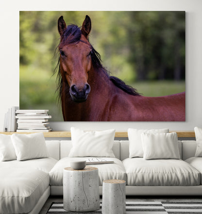 Printed canvas · High quality · Brown horse · Wall art