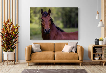 Printed canvas · High quality · Brown horse · Wall art