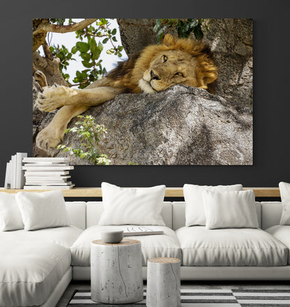 Printed canvas · High quality · Lion · Africa · Wall art