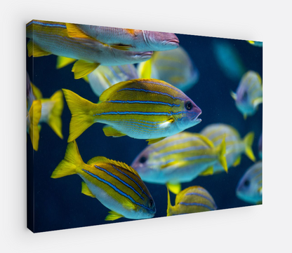 Printed canvas · High quality · Fish · Wall art