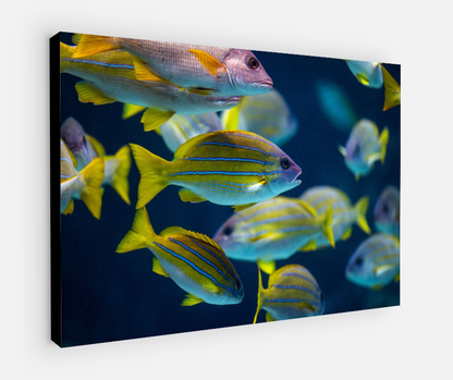 Printed canvas · High quality · Fish · Wall art