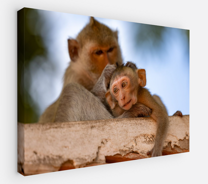 Printed canvas · High quality · Monkeys · Wall art