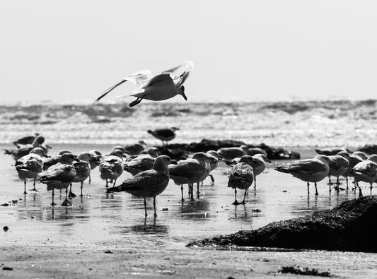 Printed canvas · High quality · Seagulls on the beach · Wall decoration