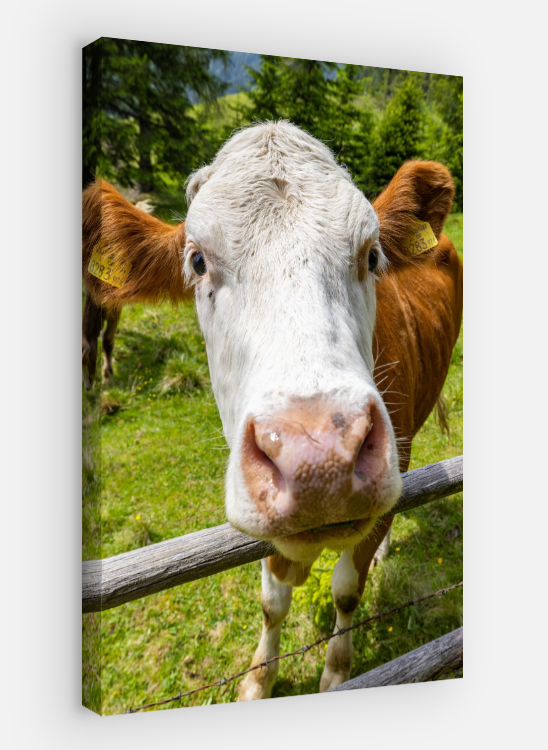 Vertical printed canvas · High quality · Cow · Wall art