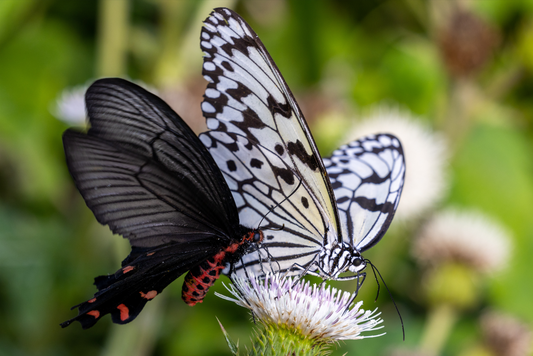 Printed canvas · High quality · Butterflies · Wall art