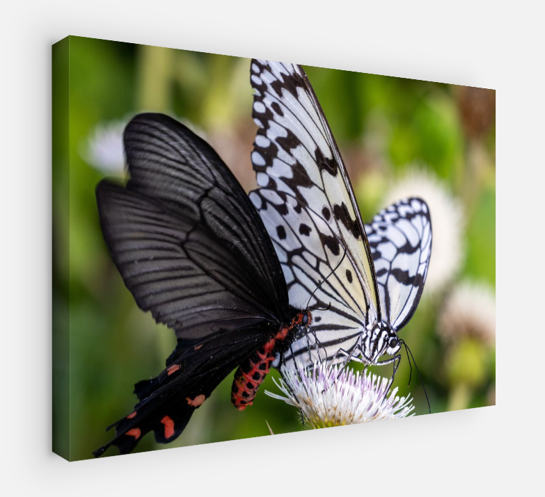 Printed canvas · High quality · Butterflies · Wall art